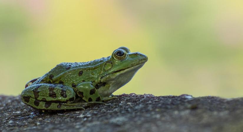 Sikamlós kérése van most az MME-nek