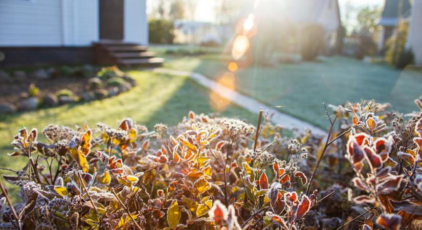 Ha ez megtalálható az udvarodon, azonnal vizsgáltasd be – súlyos betegséget okozhat