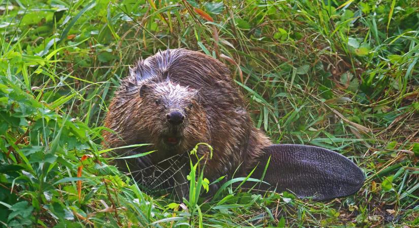 A hódok a szén-dioxid-kibocsátás elleni küzdelem legújabb szuperhősei