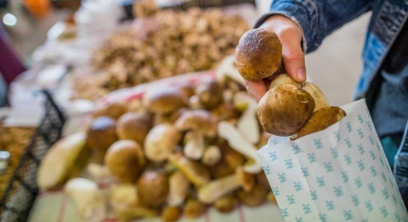 Hazai gomba, amiről minden vásárlónak tudnia kell – friss, biztonságos és ellenőrzött: mutatjuk mennyibe kerülnek