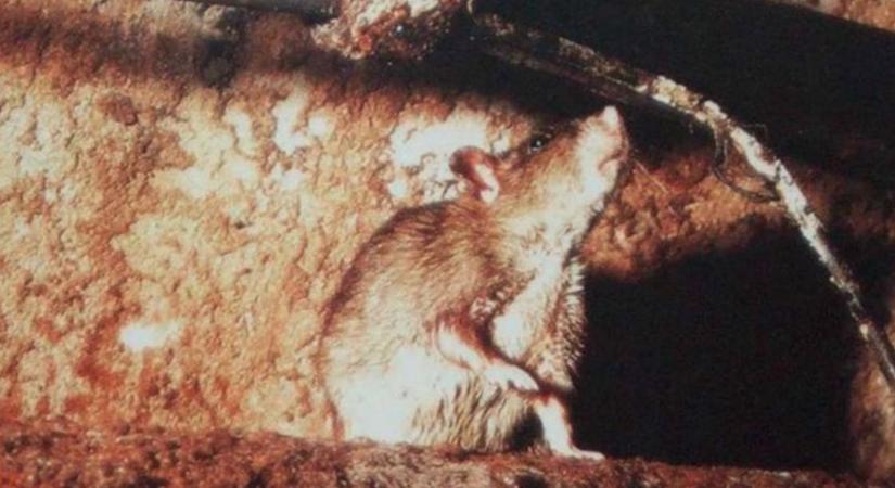 Rágcsálókat kell irtani Debrecenben