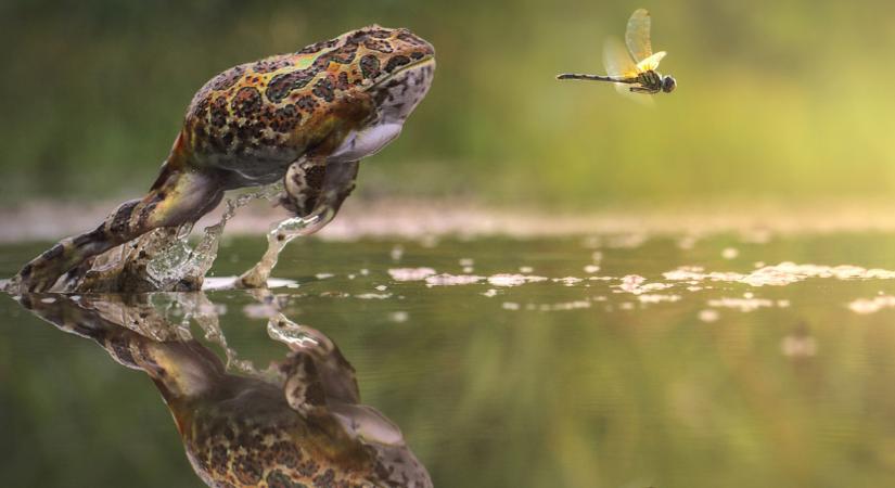 Alattomos csapda lapul szinte minden magyar kertben: tömegével pusztulnak benne a leghasznosabb állatok