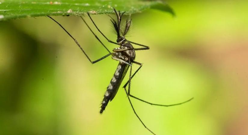A szúnyogok titkos fegyvere: hogyan találnak ránk ezek a vérszívó vadászok?