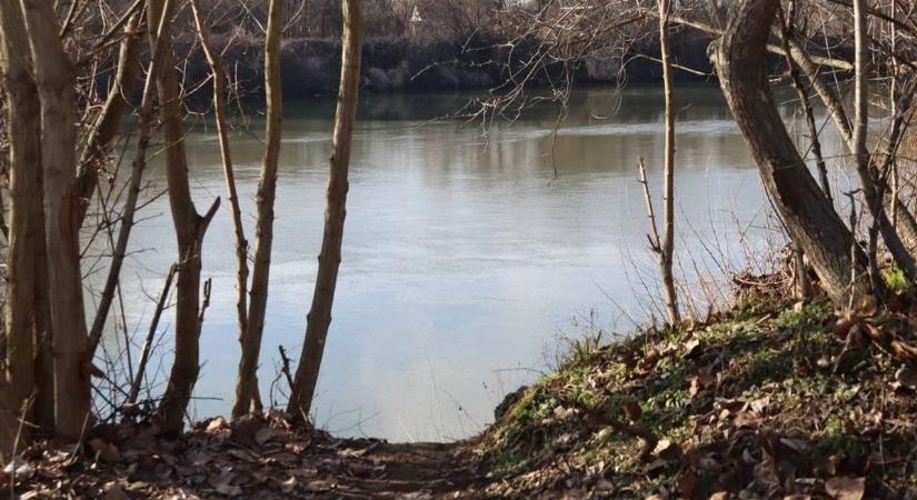 Különleges látvány: kék virágszőnyeg borítja a Maros-partot