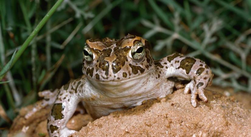 Ezek az állatok most csapdába eshetnek a pincékben