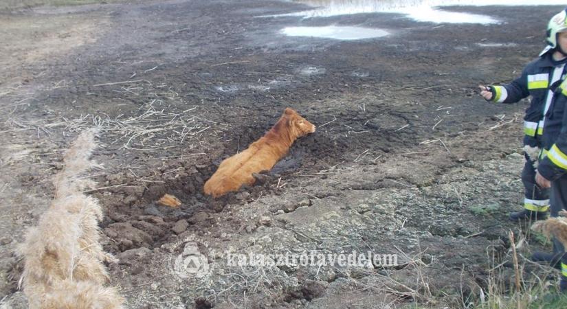 Minden másodperc számított: drámai mentés zajlott az ülepítőnél