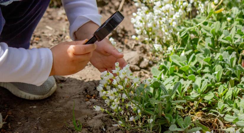 Ismerjük fel a tavaszi mérgező növényeket a kertben és az erdőben