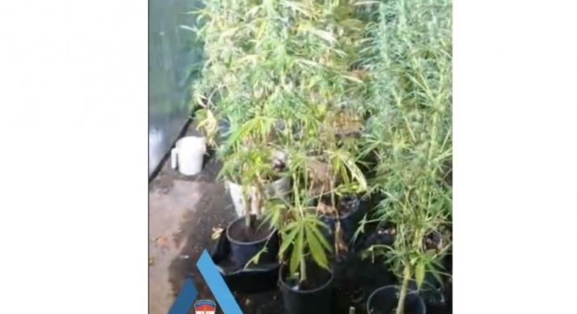 Lebukott az apátfalvi drogdíler – videóval