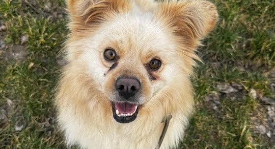 Gazdikereső: Valjean, a szívtipró kobold