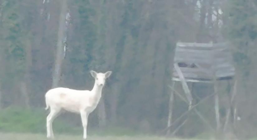 Ritka állat tűnt fel Zalaegerszeg határában
