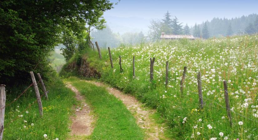 Ezen a 7 varázslatos erdei sétaúton idén tavasszal végig kell menned