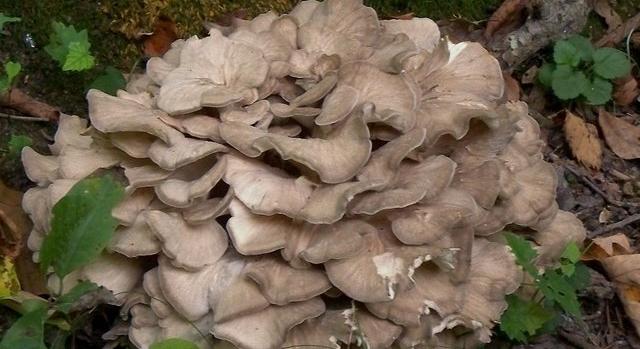 11 ezer éves gombák árulkodnak a kőkori tűzgyújtás ismeretlen módjáról