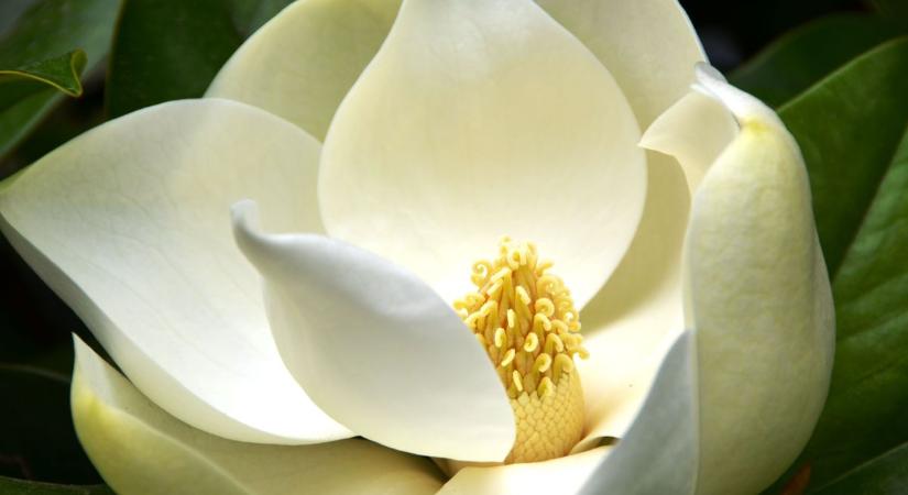 Liliomfák és mammutfenyők nőnek a Bakonyalján - Súr olyat mutat, ami nincs máshol