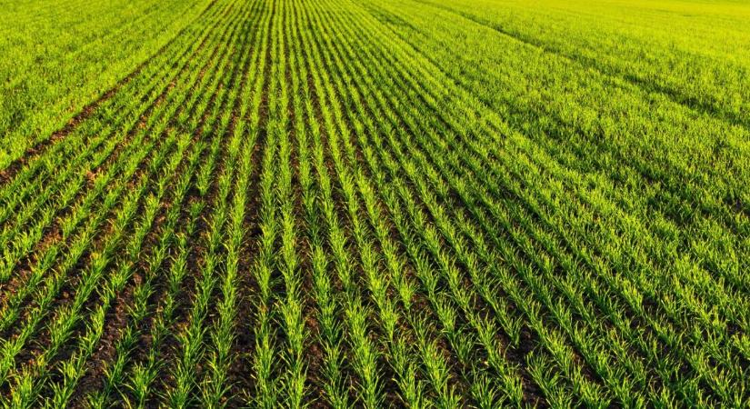 Kalászosok: miért lett idén kulcskérdés a korai lombvédelem?