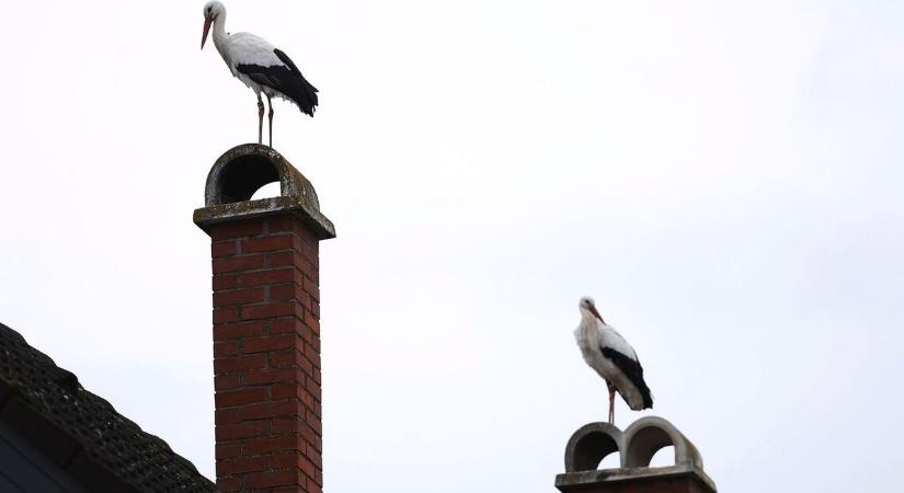 Bírság vagy tragédia: a kéményen épülő gólyafészek leverése vagyonokba kerülhet, az elzáródó kémény viszont ölhet