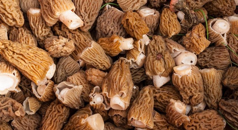 Ez a hazai erdők luxusgombája, amiért 20 ezer forintot is elkérnek