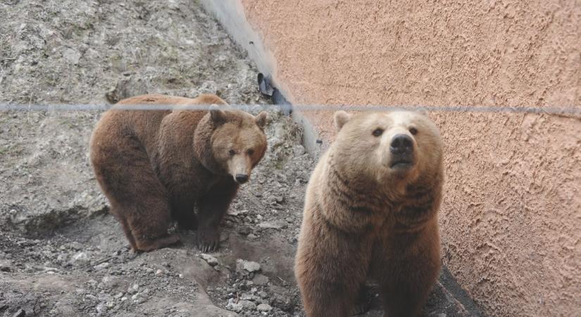 Isten éltessen Mici és Ursula! – ma a Szegedi Vadaspark lakóit ünnepeljük