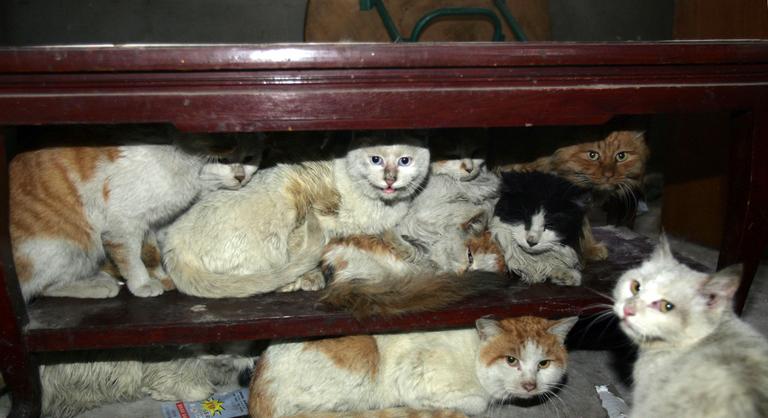 Több mint 100 macskát mentettek ki egy házból, ahol már élni sem lehetett a felhalmozódott ürüléktől