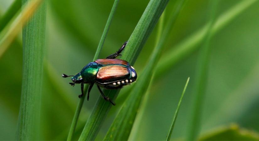 Több mint 400 tápnövény: a szőlőtől a kukoricáig minden veszélyben van a japán cserebogár miatt