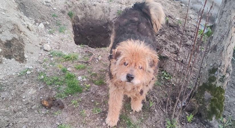 Az ostorosi "halott" kutya túlságosan is él – és megmentőinél nagyon jól érzi magát!