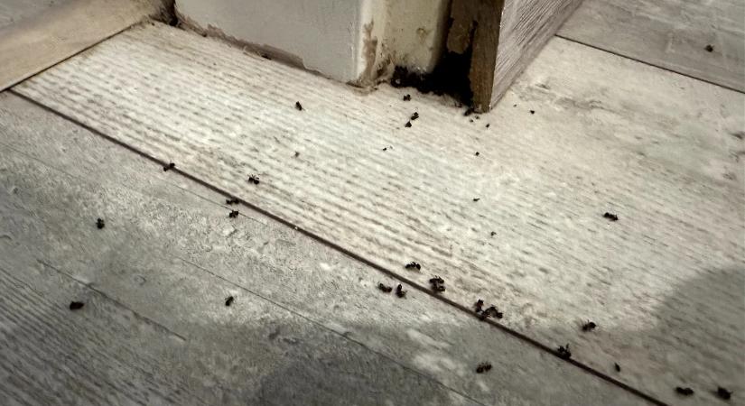 Hiába a hangyacsapda, mégis mindent elözönlenek? Ez a megoldás hangyák ellen