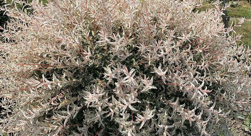 Tarkalevelű japán fűz: elképesztő látványos és könnyen gondozható, nem hiányozhat a kertből