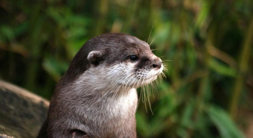 Vidrák a szabadban: visszatértek a Balaton-felvidékre! (videó)