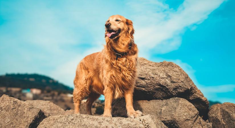 ChatGPT segítségével készített rák elleni oltást kutyája számára