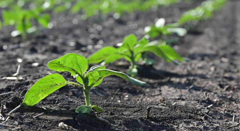 Kettős hatású vadriasztó a nyulak elleni védelemre napraforgóban