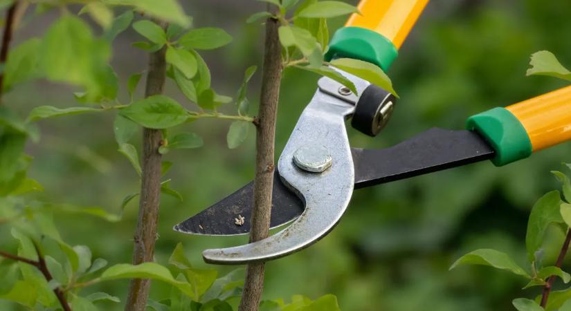 A tavaszi metszés 3 szabálya, amit a kertészek is betartanak
