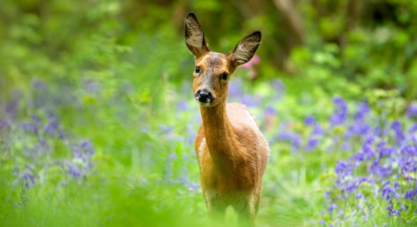 Különös dolgot tesznek a fákkal egy magyar erdőben: zseniális módszerrel mentik az állatokat
