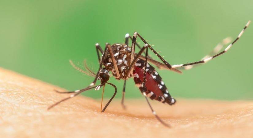 Még nincs szükség beavatkozásra – így áll most a szúnyoggyérítés a Velencei-tónál