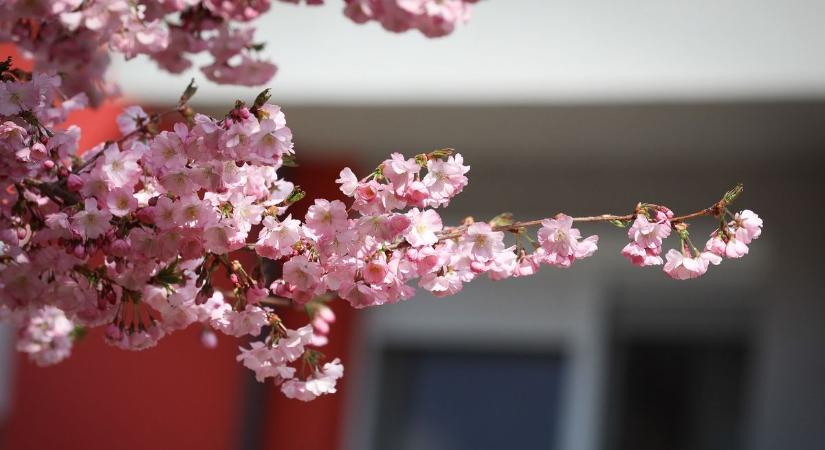 Cseresznyevirágzás Japánban és Oladon - sok fotóval