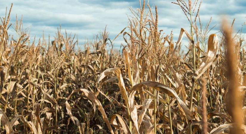 Veszélyes adatok az Alföldről: megismétlődhet a 2022-es történelmi aszály?