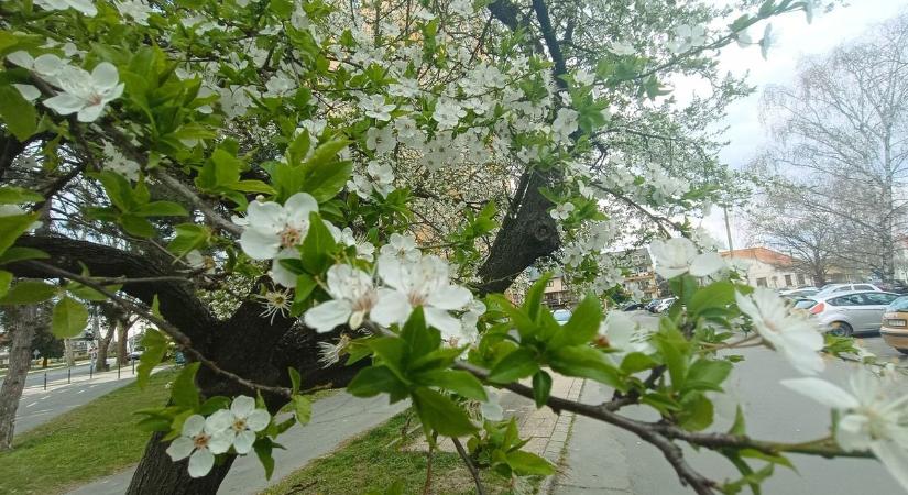 Élvezzük ki a kellemes tavaszt, mert a hét közepétől újra kesztyűt kell húznunk