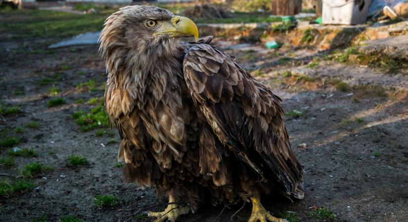 Felfoghatatlan kegyetlenség: rálőttek egy védett rétisasra Vasban, így találtak rá a sérült madárra  Fotó