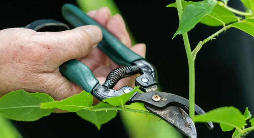 A legtöbb kertben ezért lesz kevés a termés – a tavaszi metszés hibái