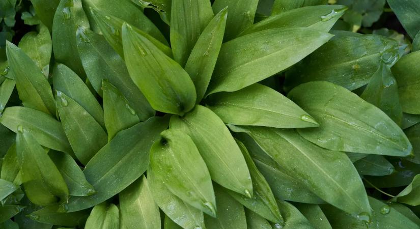 Medvehagyma: sokan ezt a halálosan mérgező növényt szedik le helyette