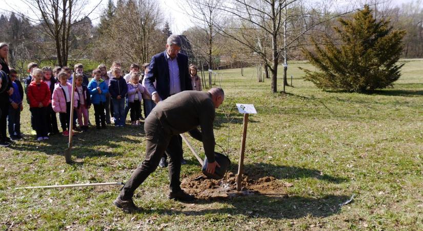 Az év fájának ágai tavasszal a vázába kerülnek! Most pedig a zalai időspirálban is helyet kapott ez a növény