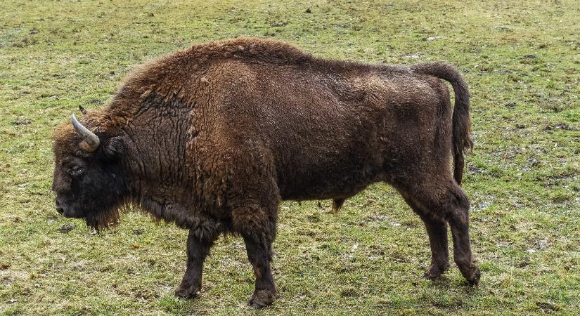 Egy Bölény lett a bölények végzete