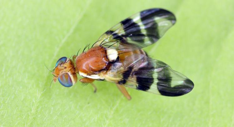 Riadó a földeken: figyelik a kártevőket