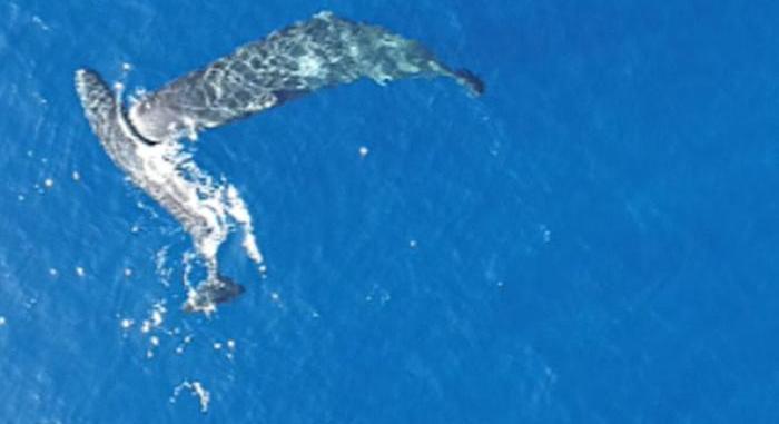 Szenzációs felvételek készültek az egymást lefejelő ámbráscetekről