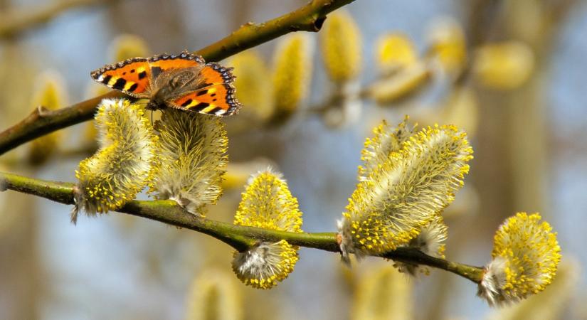 Kiszámíthatatlan arcát mutatja a tavasz: fagyos hajnalok és záporok jönnek