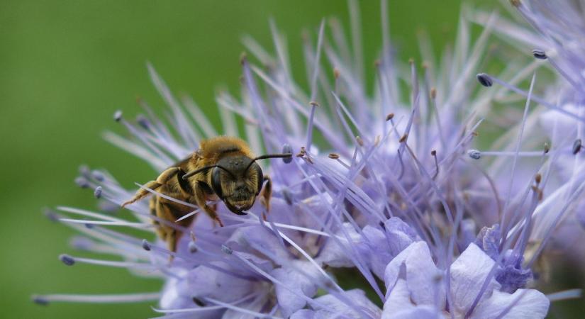 Méhbarát kert: mely növények vonzzák a beporzókat?