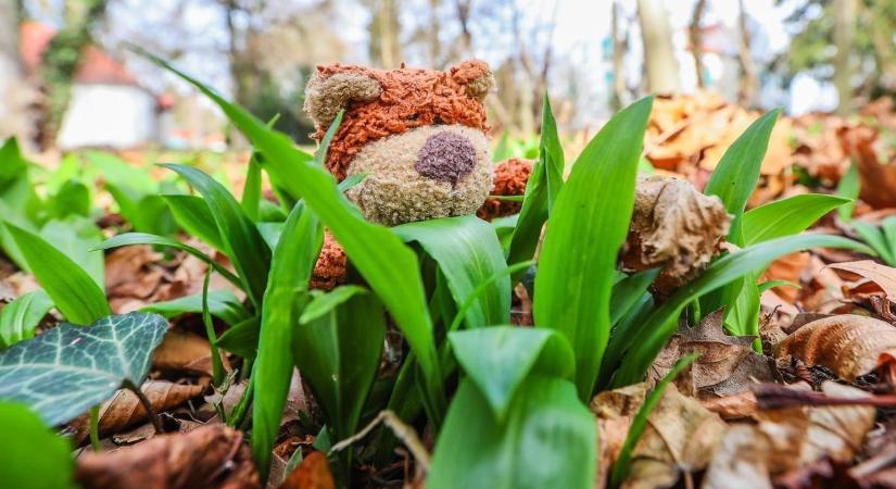 Friss finomság az erdőben: ezeken a helyeken találsz idén medvehagymát