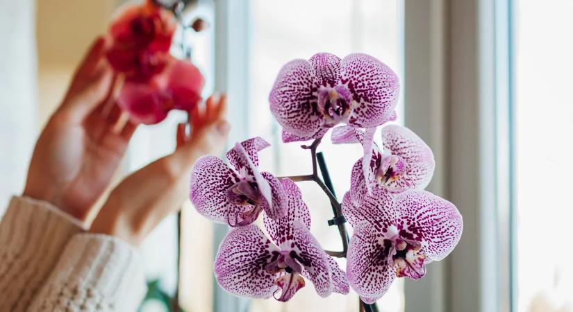 Elvirágzott orchidea? Így vágd vissza és újrahajt