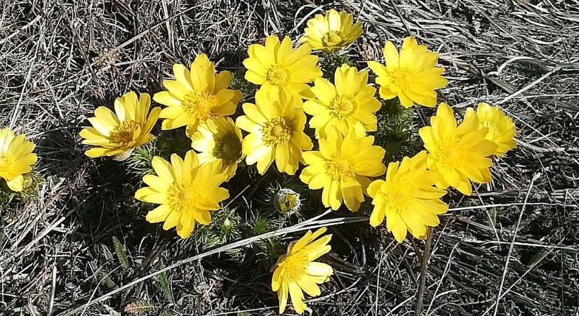 Tavaszi látványosság, amit nézni szabad, megérinteni nem