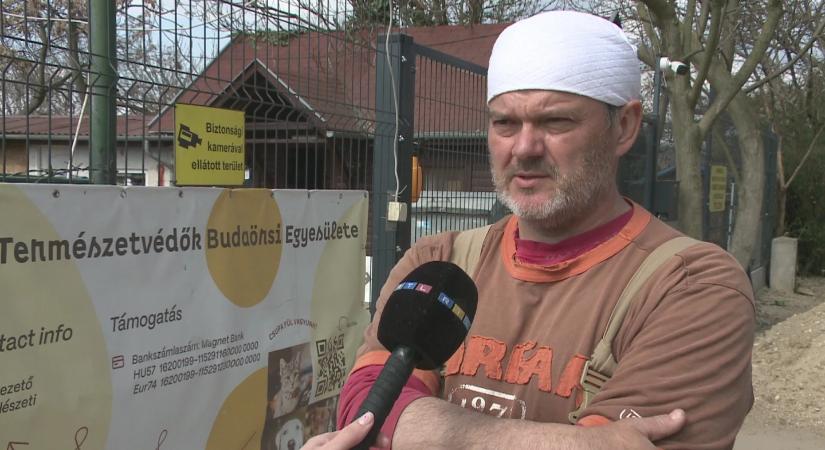 Kiásott macskatetemek miatt nyomoznak Budaörsön – közegészségügyi kockázatokra figyelmeztetnek