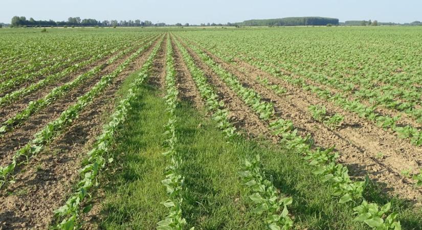 Napraforgó-gyomirtás száraz körülmények között