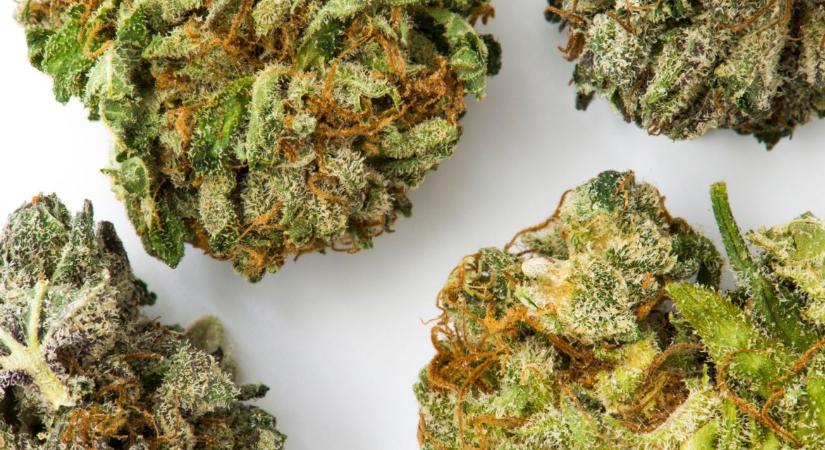 Hol vásárolhatók legális kannabinoidok? Áttekintés 2026-ban